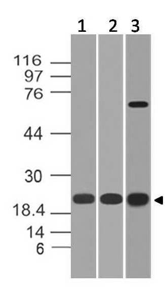 CBX5 / HP1 Alpha Antibody