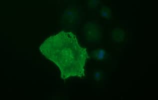 EPCAM Antibody (clone OTI2D9)