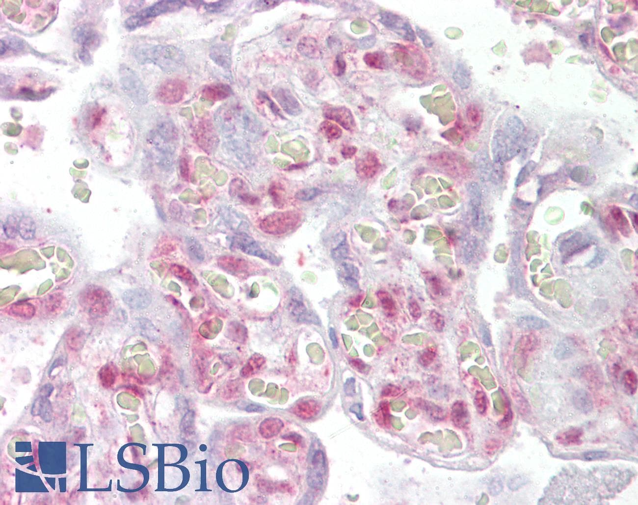 IHC-plus™ NHEJ1 / XLF Antibody (aa282-295)