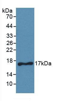 CD40L Antibody (aa180-261, Cy3)