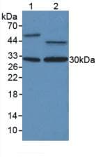 PCNA Antibody (aa6-261, APC)