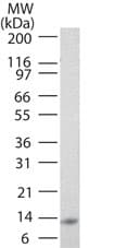 IL25 / IL17E Antibody (clone 8B1)
