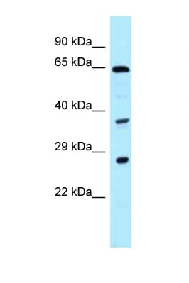CDC37L1 Antibody (aa214-263)