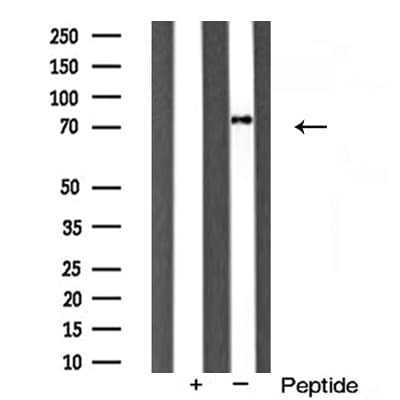 Polyclonal Rabbit anti-Human SYNCRIP / HnRNP Q Antibody (IF, WB)