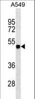 ZSCAN1 / MZF-1 Antibody (aa335-362)