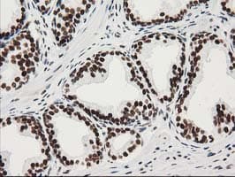 LENG1 Antibody (clone OTI10A7)