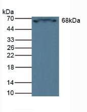 CRAT Antibody (aa55-256, APC)