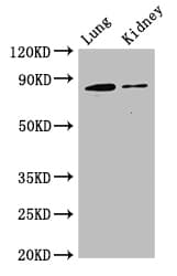 CD144 / CDH5 / VE Cadherin Antibody