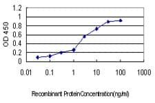 Monoclonal Mouse anti-Human CSDC2 Antibody (clone 2H8, IF, WB)
