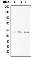 TNFRSF10A / DR4 Antibody (C-Terminus)