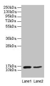 IHC-plus™ CD59 Antibody (aa26-102)