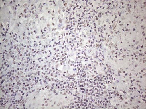MMP2 Antibody (aa228-507, clone OTI4A11, Carrier-free)