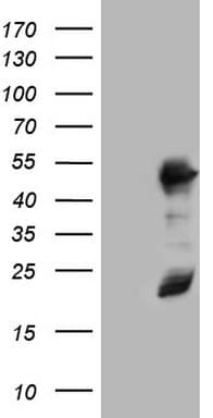 Monoclonal Mouse anti-Human RMND5A Antibody (clone OTI1B7, aa1-249, WB)