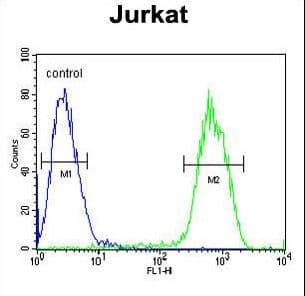 PCDHGC3 / PCDH2 Antibody (aa511-539)