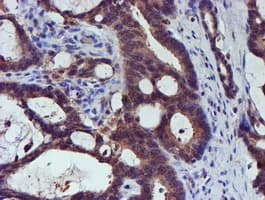 SMS / Spermine Synthase Antibody (clone OTI3C9)