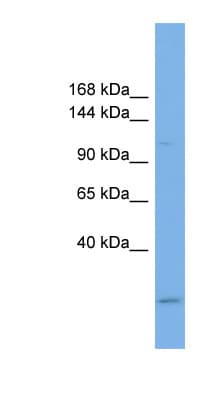 USP37 Antibody (aa791-840)