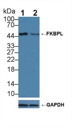 FKBPL Antibody (aa1-349)