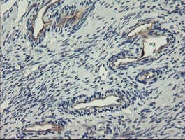 CLEC4E / MINCLE Antibody (clone OTI2A8, Carrier-free)