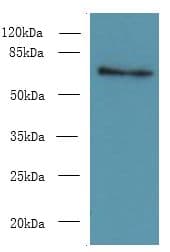 ZNF133 Antibody