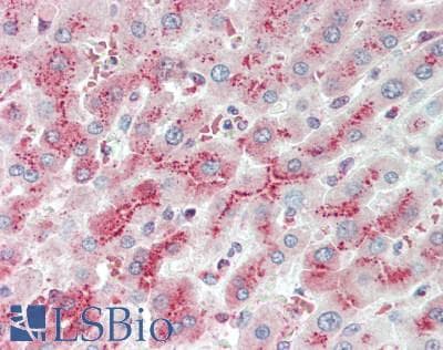 IHC-plus™ LRIG2 Antibody (aa817-845)