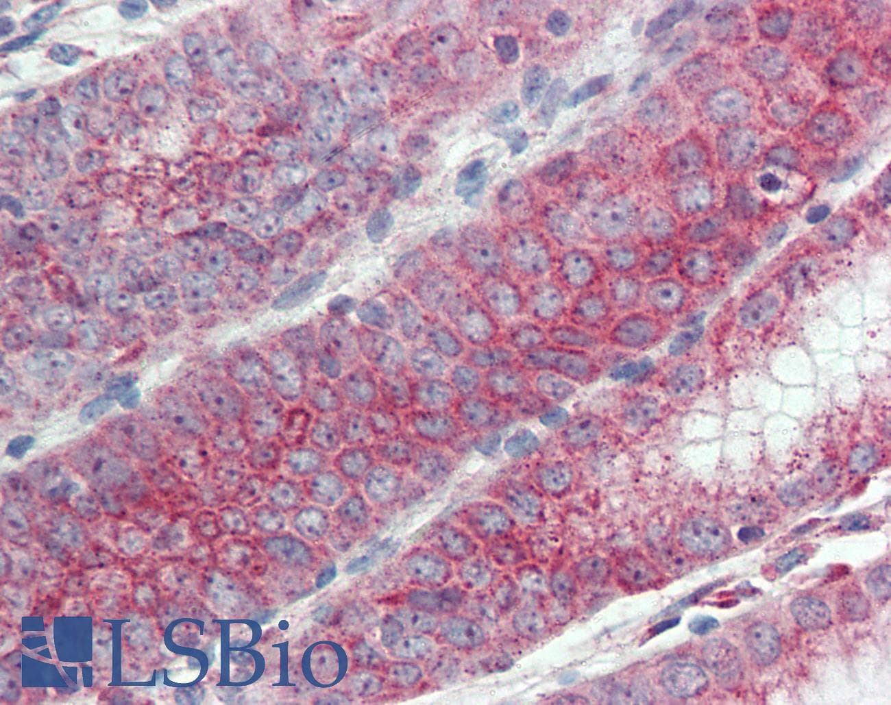 IHC-plus™ EMB/ Embigin Antibody (C-Terminus)