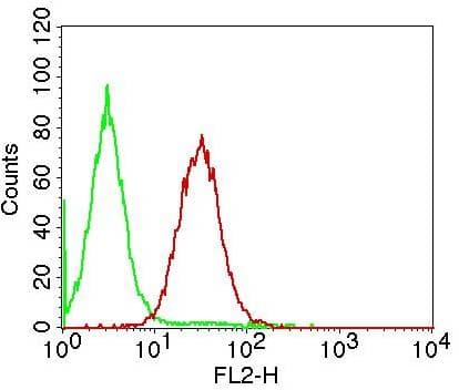CHUK / IKKA / IKK Alpha Antibody