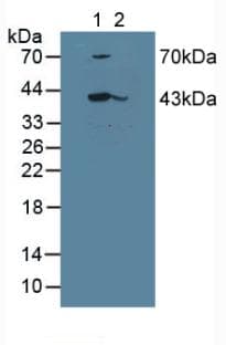 SERPINB1 Antibody (aa184-368)