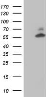 AKT1 Antibody (clone OTI4G4)