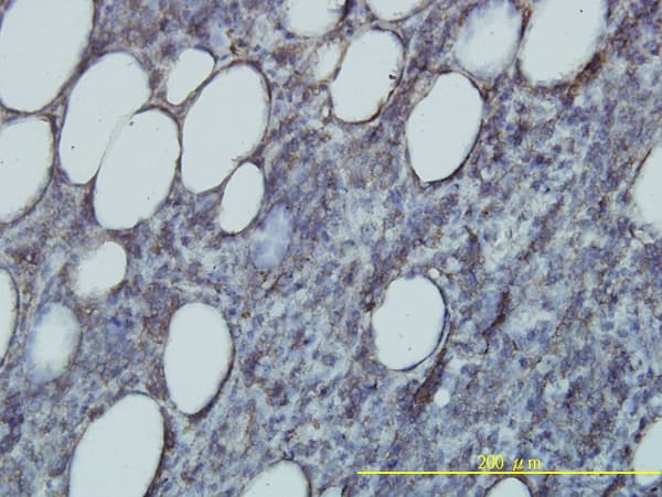 RAP2B Antibody (clone 4F12-3C6)