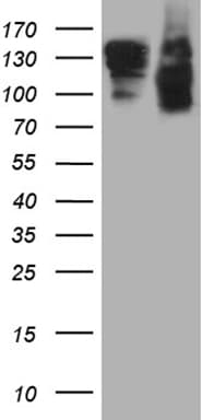 SEMA4D / Semaphorin 4D / CD100 Antibody (clone OTI6G1)