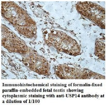 USP14 Antibody (C-Terminus)