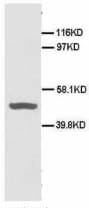CD40 Antibody (N-Terminus, Sepharose)