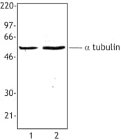 Alpha Tubulin Antibody (clone 10D8)