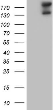 GLI2 Antibody (aa729-1123, clone OTI1G2, Carrier-free)