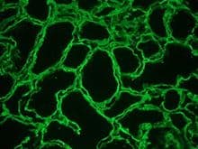 IHC-plus™ HSPG2 / Perlecan Antibody (clone A7L6)
