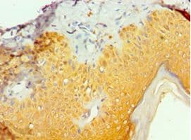 TIA-1 Antibody (aa1-193)