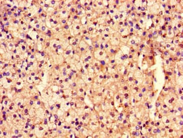 ARHGEF12 Antibody (aa1302-1501)