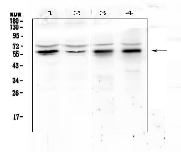 KLF4 Antibody