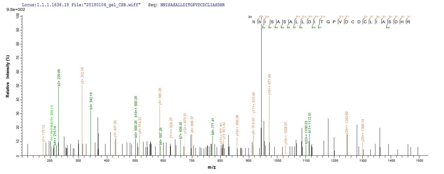 Methanothermobacter marburgensis fno Protein (Recombinant 10His, N-terminus + Myc, C-terminus)