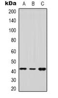 DUSP9 Antibody (Internal)