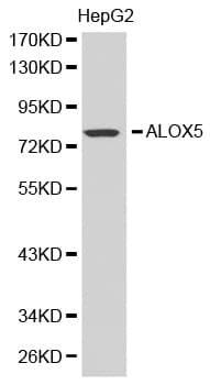 ALOX5 / 5-LOX Antibody