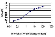 IHC-plus™ Monoclonal Mouse anti-Human MAPK13 / p38delta Antibody (clone 2D8, IHC, IF, WB)