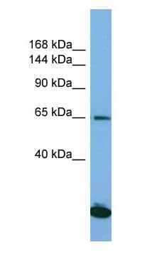 SAP130 Antibody (aa381-430)