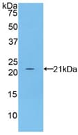 Polyclonal Rabbit anti-Mouse FBN1 / Fibrillin 1 Antibody (Biotin, aa455-632, WB)