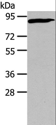CUL2 / Cullin 2 Antibody