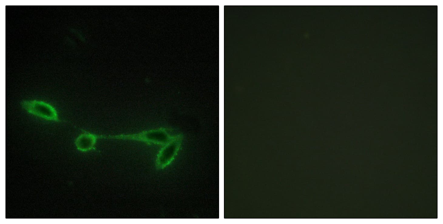 IHC-plus™ FUK Antibody (aa11-60)