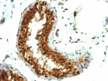 SUMO1 / SMT3 Antibody (clone SUMO1/1188, Ready-to-Use)