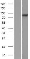 ITGB5 / Integrin Beta 5 Protein (Over-Expression Lysate Myc-DDK (Flag))