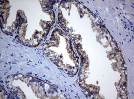Monoclonal Mouse anti-Human BNIP1 Antibody (clone OTI2B3, aa1-199, IHC, WB)