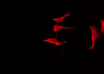 HTR1F / 5-HT1F Receptor Antibody